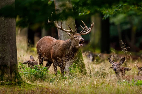 Rehe Zur Brunftzeit Wald — Stockfoto