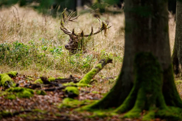 Deer Rutting Season Forest — Stock Photo, Image