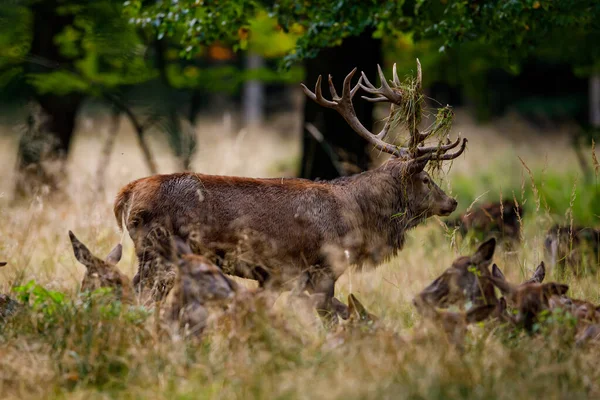 Rehe Zur Brunftzeit Wald — Stockfoto