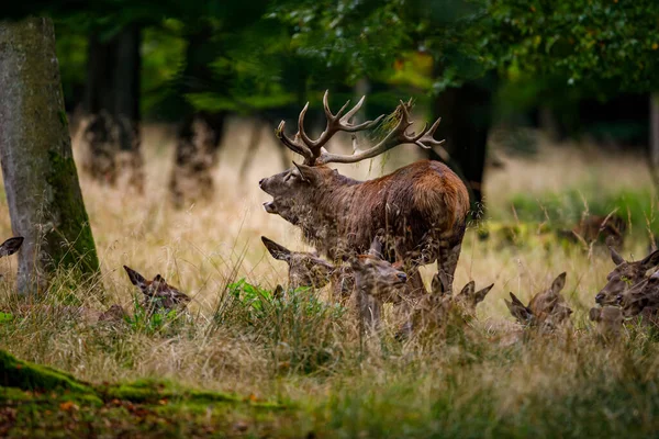 Deer Rutting Season Forest — Stock Photo, Image