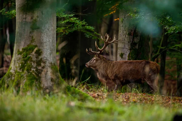 Herten Tijdens Het Bronstseizoen Het Bos — Stockfoto