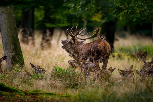 Cervi Durante Stagione Della Malga Nella Foresta — Foto Stock