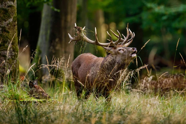 Herten Tijdens Het Bronstseizoen Het Bos — Stockfoto