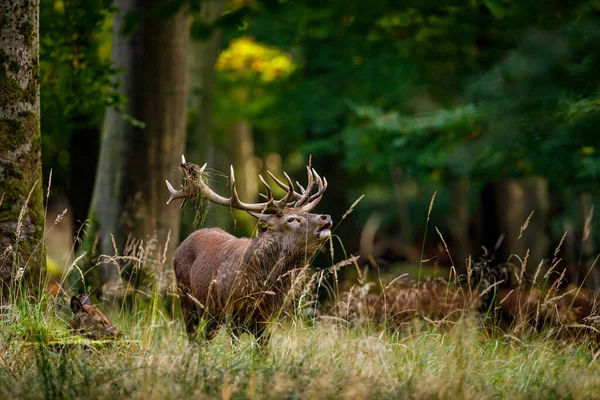 Herten Tijdens Het Bronstseizoen Het Bos — Stockfoto