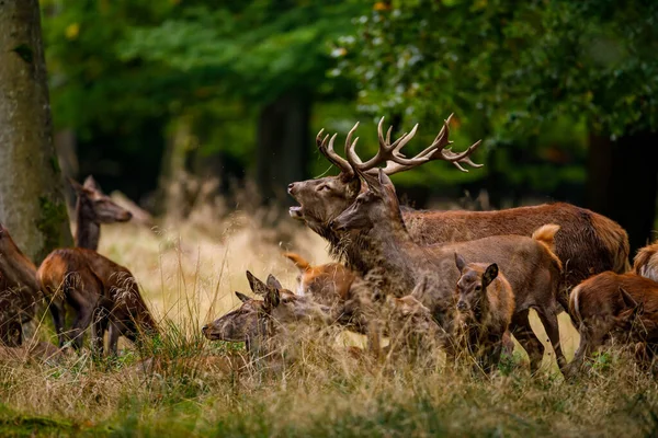 Deer Rutting Season Forest — Stock Photo, Image