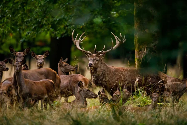 Cervi Durante Stagione Della Malga Nella Foresta — Foto Stock