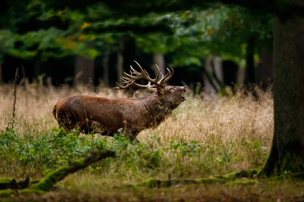 Herten Tijdens Het Bronstseizoen Het Bos — Stockfoto