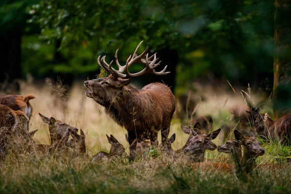 Veado Época Rutting Floresta — Fotografia de Stock