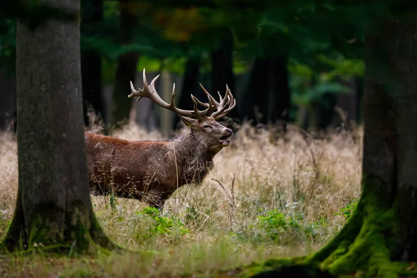 Deer Rutting Season Forest — Stock Photo, Image