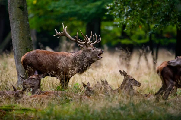 Deer Rutting Season Forest — Stock Photo, Image