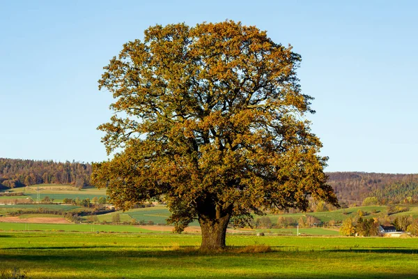 Old Oak Autumn Time — Stock Photo, Image