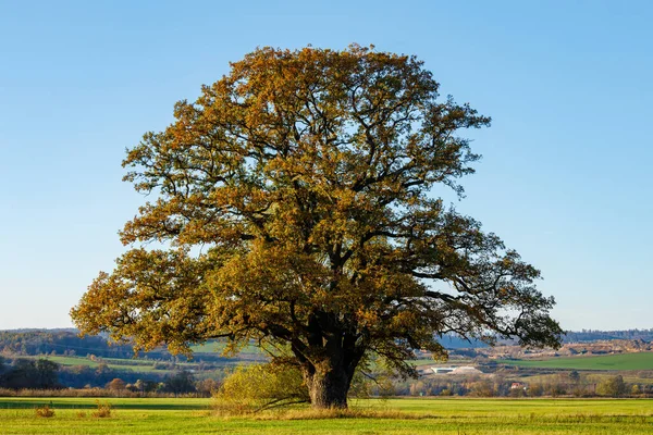 Sonbahar Zamanında Meşe Ağacı — Stok fotoğraf