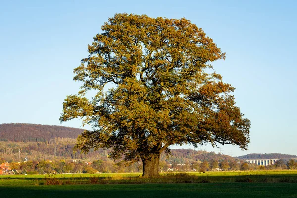 Alte Eiche Herbst — Stockfoto