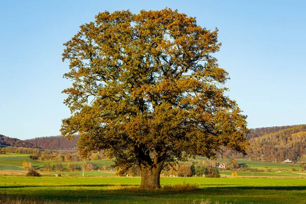Sonbahar Zamanında Meşe Ağacı — Stok fotoğraf