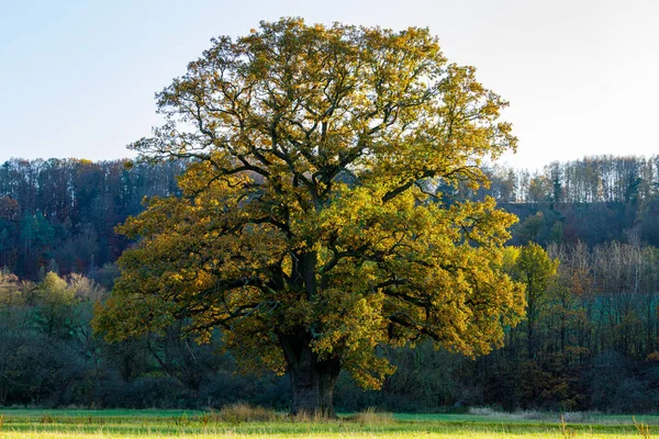 Alte Eiche Herbst — Stockfoto