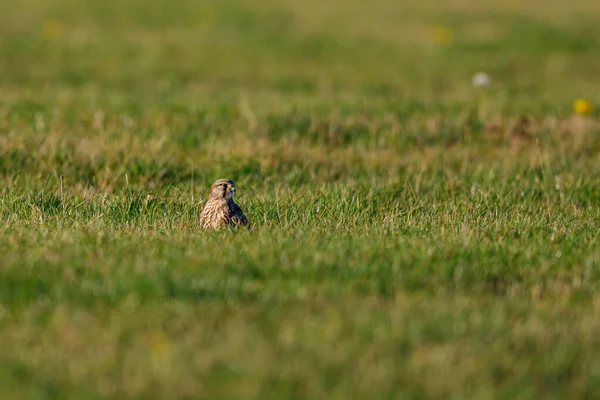 Uma Caça Kestrel Prado — Fotografia de Stock