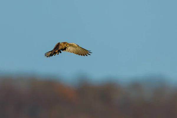 Uma Caça Kestrel — Fotografia de Stock