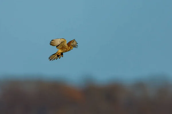 Uma Caça Kestrel — Fotografia de Stock