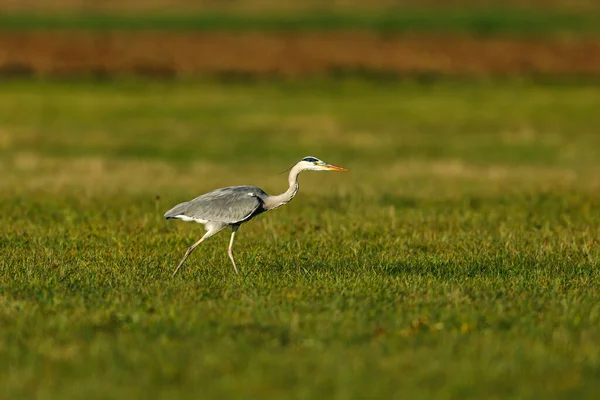 Graureiher Ardea Cinerea Auf Einem Feld — Stockfoto