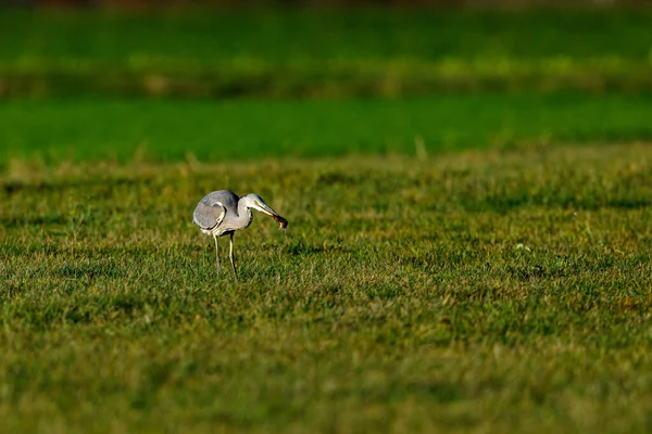 Graureiher Ardea Cinerea Auf Einem Feld — Stockfoto