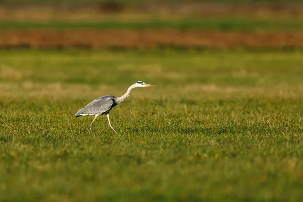 Czapla Szara Ardea Cinerea Polu — Zdjęcie stockowe