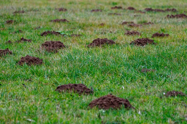 Några Molehills Äng — Stockfoto