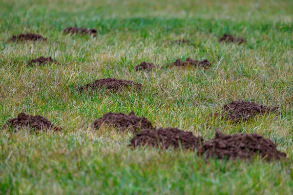 Einige Maulwurfshügel Auf Einer Wiese — Stockfoto