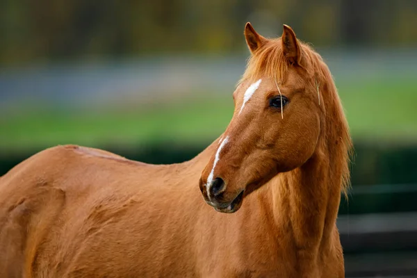 Ett Porträtt Häst — Stockfoto