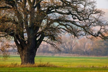 Sonbahar zamanında meşe ağacı