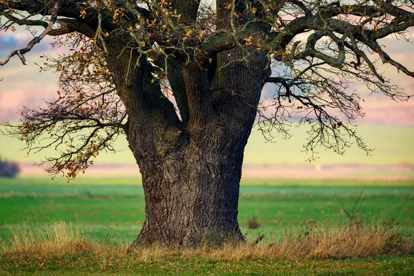 Alte Eiche Herbst — Stockfoto