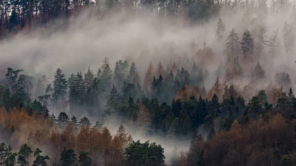 Niebla Matutina Niebla Bosque — Foto de Stock