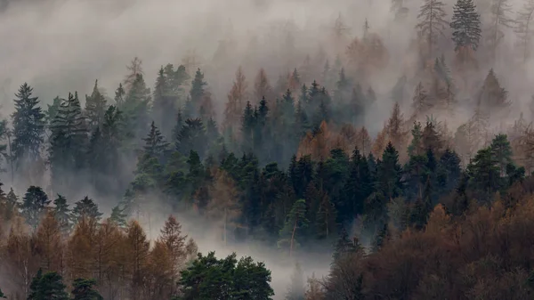 Niebla Matutina Niebla Bosque — Foto de Stock