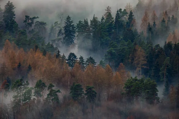 Brouillard Matinal Brouillard Dans Forêt — Photo