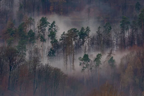 Niebla Matutina Niebla Bosque — Foto de Stock