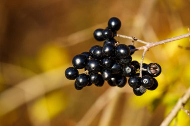 Sonbahar zamanı kara dutlar