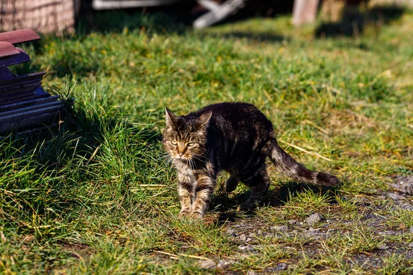 Tabby Cat Meadow — Stock Photo, Image