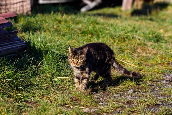 Eine Gestromte Katze Auf Einer Wiese — Stockfoto