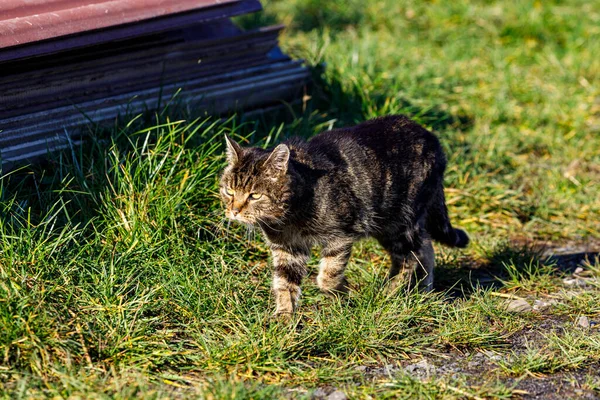 Gatto Tabby Prato — Foto Stock