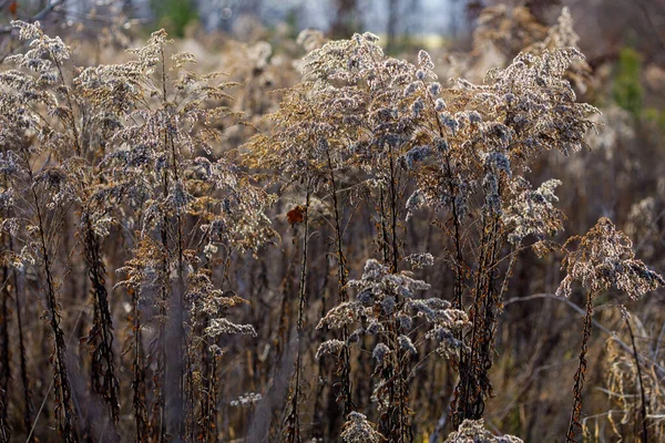 Dry Flowers Autumn Time — Stock Photo, Image