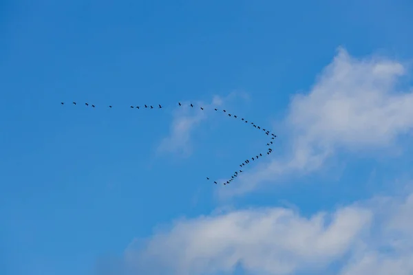 Ciel Bleu Avec Grues Migration — Photo