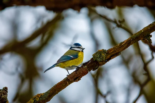 Una Teta Azul Una Rama — Foto de Stock