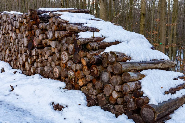 Une Pile Bois Chauffage Dans Forêt — Photo