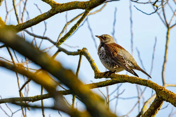 Fieldfare Egy Fán — Stock Fotó