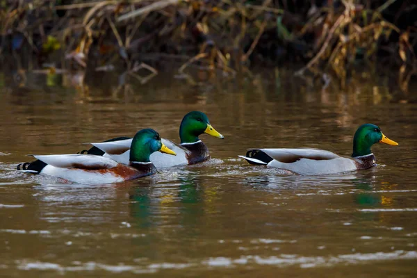 池塘上的三只野鸭 — 图库照片