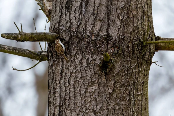 Treecreeper Comune Nella Foresta — Foto Stock