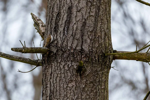 Treecreeper Comune Nella Foresta — Foto Stock