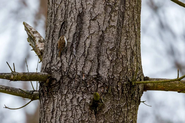 Ormanda Bir Ağaç Bekçisi — Stok fotoğraf