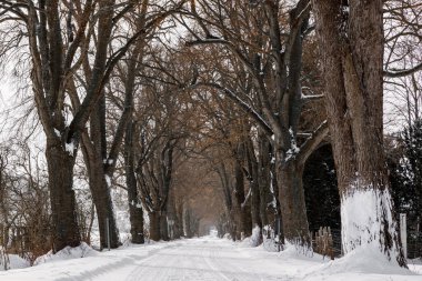 Kışın bir ağaç geçidi