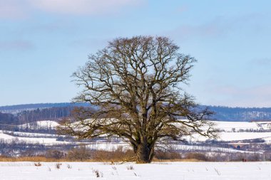 Herleshausen 'deki Werra Vadisi' nde büyük bir meşe ağacı.