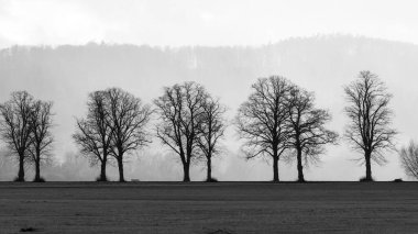 Almanya 'da Herleshausen' deki ağaçlar sokağı.